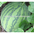 MW011 Yuhong global shape high sugar seedless watermelon seeds